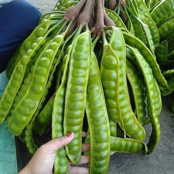 BITTER BEAN Gread A - PETE JAYA KUDUS - Indonesia