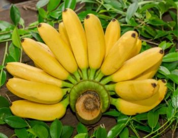 Fresh Banana -  BS International  - India