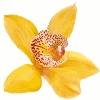Product - VANILLA EXTRA - United Kingdom