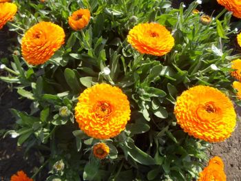 Calendula Place of Origin Egypt Compliance Eu-compliant Traceability 100% Traceable Available Forms Whole Flowers, Petals, And Tea Bag Cut (tbc) - Mawasem - Egypt