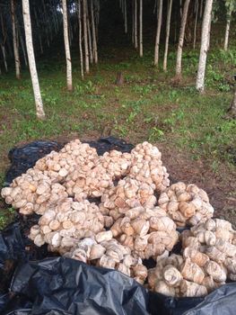 Rubber cup lumps - Agropsol  ENT INC - Canada