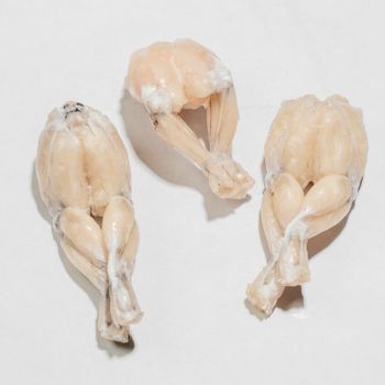 bull frog bulk style packaging at wholesale prices Shape Piece Color Natural Type Frozen Food Shelf Life 24 Months Brand Name - TANIS IMPORT & EXPORT COMPANY LIMITED - Vietnam