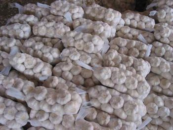 Fresh Garlic - BF GLOBAL TRADING (PTY) LTD - South Africa
