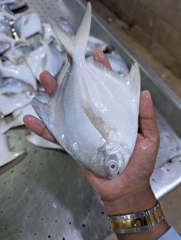 White pomfret – product photo, Recommend Fallback