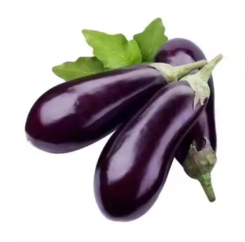 Fresh Eggplant Grade A Texture Firm Color Shiny Purple Shelf Life 7–10 Days Varieties Long, Round Packaging 5kg / 10kg Cartons, box - TRADE NEPAL LLC - United States