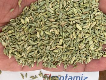 Egyptian Fennel Seeds – Premium Export Quality | Whole Cleaned Fennel Seeds Bulk Supplier - Elmotmiz Herbs - Egypt