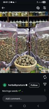 Moringa seeds - Over&Above Organic food Export Ltd - Nigeria