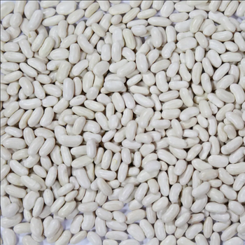 NON GMO White Kidney Beans Admixture Level 0.1% Max Bean Size 500-550pcs/100g Moisture Content 16.5% Max Imperfect Bean Ratio 2.0% - GOLDEN STAR BV - South Africa