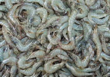 Frozen Vannamei White Shrimp (Litopenaeus Vannamei / Whiteleg Shrimp) - Jasmine Samudra Nusantara - Prime Seafood Indonesia - Indonesia