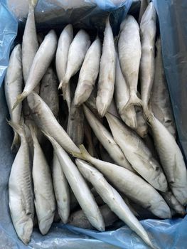 Frozen Mackerel Scad Origin South Africa Moisture Content ≤ 80% Container Load Approx. 25 Mt Storage Conditions -18°c Or - BF GLOBAL TRADING (PTY) LTD - South Africa