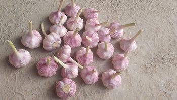 Dried Garlic Form Dried Organic No Variety red Origin Uzbekistan Delivery Form Bag Peel Status Peeled Color Violet, Red, White - Freeze Dried Fruit LTD - Uzbekistan