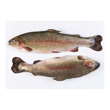 Frozen Fresh Trout Fish Good Sale Grade A Origin Europe Type Fresh frozen Quality Best Quality Delivery Fast Delivery Service Availability 24/7 Available - NUTRIDIET LDA - United Kingdom