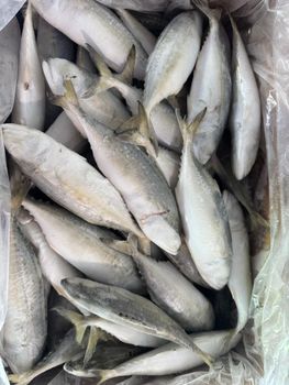 mackerel fish from BF GLOBAL TRADING (PTY) LTD mackerel fish - BF GLOBAL TRADING (PTY) LTD - South Africa