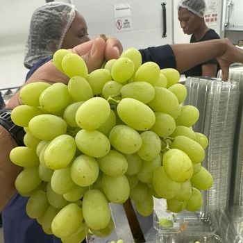 Fresh Thompson Grapes for sale from NINE FRUITS EXPORTS (PTY) LTD Fresh Thompson Grapes for sale - NINE FRUITS EXPORTS (PTY) LTD - South Africa