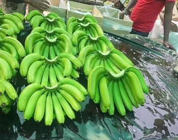 GRADE A BANANAS - jmb management - Germany