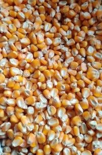 Feed-Grade Yellow Corn/Maize Color Yellow Packaging Type Bulk Quality High Quality Pricing Type Wholesale Gmo Status Non Gmo And Gmo Available - MARIOX TRADING - Malaysia
