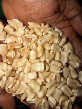 white maize (NON-GMO) - ITC - Tanzania