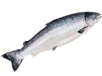 salmon fish. - BF GLOBAL TRADING (PTY) LTD - South Africa