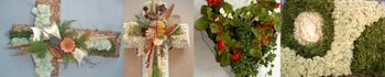 Product – product photo, Dried Plants products found from trusted suppliers, wholesalers, manufacturers & exporters Listing