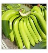 G9 CAVENDISH BANANA from Jijau Global Exports G9 CAVENDISH BANANA - Jijau Global Exports - India