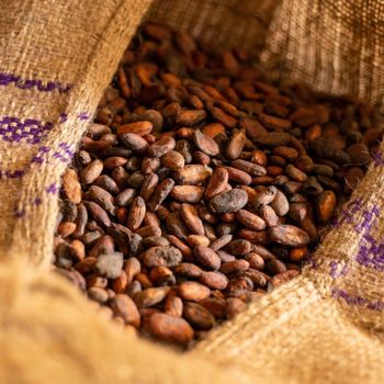 Top grade Cocoa bean ready for shipment Cocoa bean from reliable sources with excellent flavor and aroma - AGRO AFRIQUE COMPANY LIMITED - Tanzania