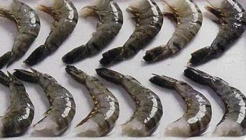 FROZEN RAW HEADLESS EASY PEEL BLACK TIGER SHRIMP Packaging 800G Shelf Life 2 YEARS Pricing Options Nwnc/ Nwfc/ Fwnc/ Fwfc - Netfish India - India