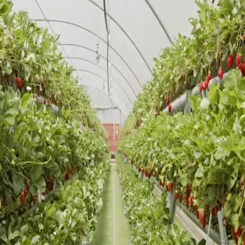 Durable Film Greenhouses for Sustainable Tomato Cultivation Span Multi Origin China Size Customized Location Outdoor Layer - Shandong Xinshengtian International Trade Co., Ltd. - China