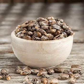 Giant Zanzibar Castor Bean Seeds for Sale Type SEED Storage Type DRY Nitrogen Content 4% Oil Content 50% Min Fiber Content 16% Min - malter group - Tanzania