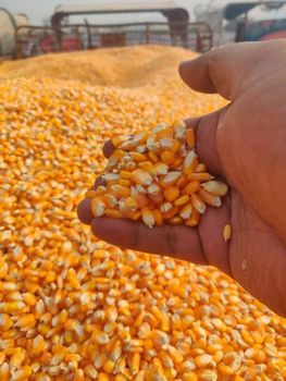 Brazilian yellow corn for export - Aldomi limited - United Kingdom