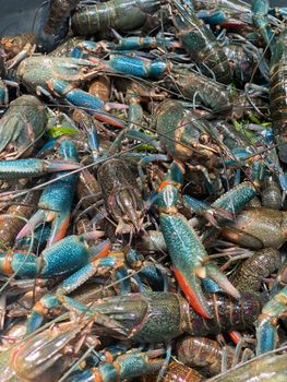 Australian red claw Crayfish - Genexo Fishing Supplies Manufacturing - Philippines