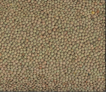 Canadian Green Lentils from Zak export Canadian Green Lentils - Zak export - Canada
