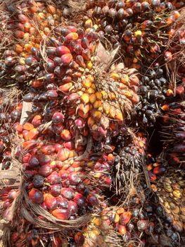 Unrefined oik palm – product photo, Palm Oil Derivative products found from trusted suppliers, wholesalers, manufacturers & exporters Listing