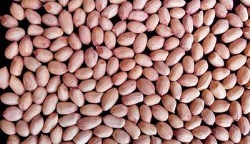 Groundnut Kernel - ATYA GLOBAL - India
