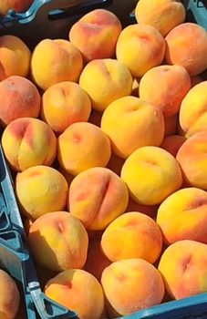 Peach (grade A++) - Versasanat - Iran