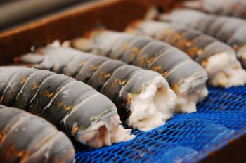 Premium Frozen Lobster Tail Wild Caught Seafood Gourmet Quality For Restaurants Family Dinners Holiday Feasts - TRADECENTRIC LLC - United States