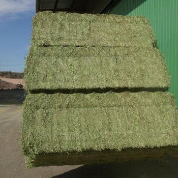 Alfalfa Hay Animal Feeding Stuff Alfalfa, hay/alfalfa hay pellets Timothy Hay Wholesale Manufacturer - VERTEX TRADING LIMITED - United Kingdom