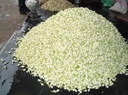 JASMINE FLOWER - DS TRADERS - India