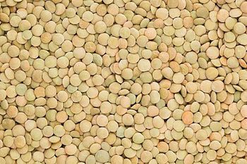 Dried Beans-Green Lentils- Green Lentils Whole (25kg) - Bulk Pack | Premium Quality | Buy Now 2 lbs – Edible Earth Farm Green Lentils (each) - Instacart from Balingi Trading Company (PTY) Ltd Dried Beans-Green Lentils- Green Lentils Whole (25kg) - Bulk Pack | Premium Quality | Buy Now 2 lbs – Edible Earth Farm Green Lentils (each) - Instacart - Balingi Trading Company (PTY) Ltd - South Africa