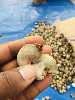 Raw Cashew Nuts - VICASH-AGRO ENTERPRISE - Ghana
