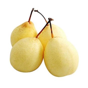 Chinese Original Fresh Fruit Ya Pear,Golden Pear,Local plant base directly supply - Guanxian Good Goods Commerce Co.,Ltd. - China