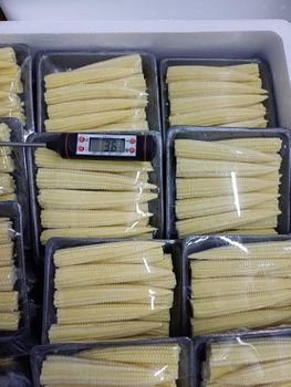 Baby corn Texture Fresh Origin Thailand Appearance Baby Corn - KT PARTNER CO.,LTD. - Thailand