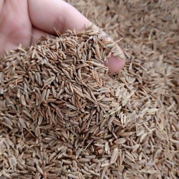 Cumin / Jinten Flavor Warm, Earthy Common Uses Spice And Herbal Remedy Culinary Regions Asian, Middle Eastern, And - Global Leaf - Indonesia