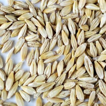 Bulk Barley Grain With Natural Aroma Premium Barley Grain Ideal For Food Manufacturers And Export Buyers - AGRO AFRIQUE COMPANY LIMITED - Tanzania