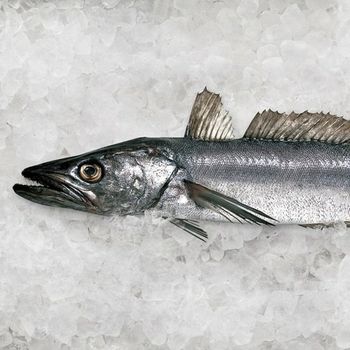Frozen Hake Fish Premium Wild Harvest Selection With Firm Texture High Protein Content And Reliable Cold Storage Handling - TOSOH INTERNATIONAL - South Africa