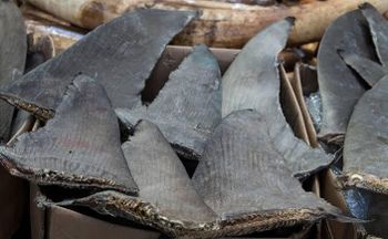 Shark Fins - Marikkar Export/Constructions and C-True Optical Pvt Ltd - Sri Lanka