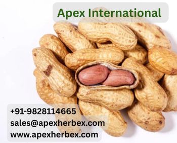 In-Shell Peanut, Inshell Peanut, Indian In-Shell Peanut, Peanut, Peanuts, Arachis hypogaea, Indian InShell Peanuts,Peanuts Kernels Peanut With Shell, Peanuts, , Indian Peanut , Peanut Supplier From India. from APEX INTERNATIONAL In-Shell Peanut, Inshell Peanut, Indian In-Shell Peanut, Peanut, Peanuts, Arachis hypogaea, Indian InShell Peanuts,Peanuts Kernels Peanut With Shell, Peanuts, , Indian Peanut , Peanut Supplier From India. - APEX INTERNATIONAL - India
