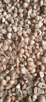 Betelnut 90-95% Jambi - PT SHAIKH INTERNATIONAL - Indonesia