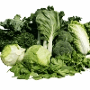 Product - VAN DIJCK GROENTEPRODUCTIES - Netherlands