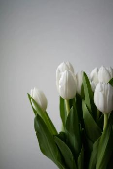White Single Tulip Material fresh - GTLily - Vietnam