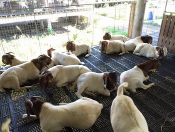 Boer Goats  Weight (kg) 4.5 Place of Origin South - Chezlynne Trading (Pty) Ltd  - South Africa